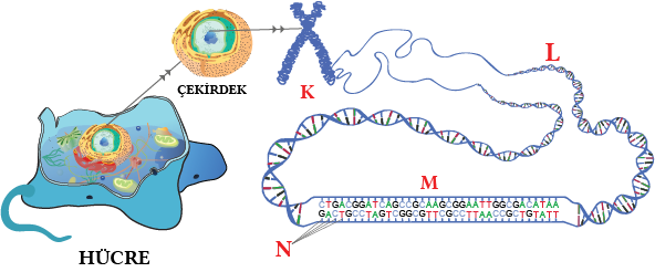 Hücre, kromozom, DNA, nükleotid .png