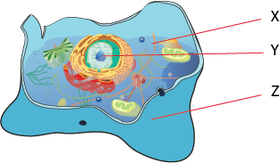 Hayvan hücresi temel yapılar.png
