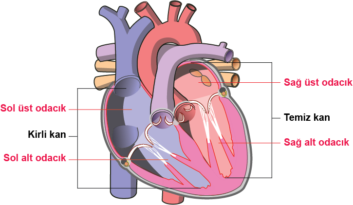 Dosya:Kalp odacıklar soru için yanlış sıralama.png