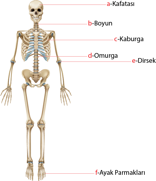Gösterilen kemik kısımları 1.png