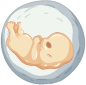 Embriyo evre 6.png