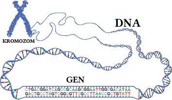 Kromozom, DNA , Gen.png