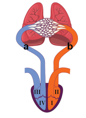 Küçük kan dolaşımına ait şema.png