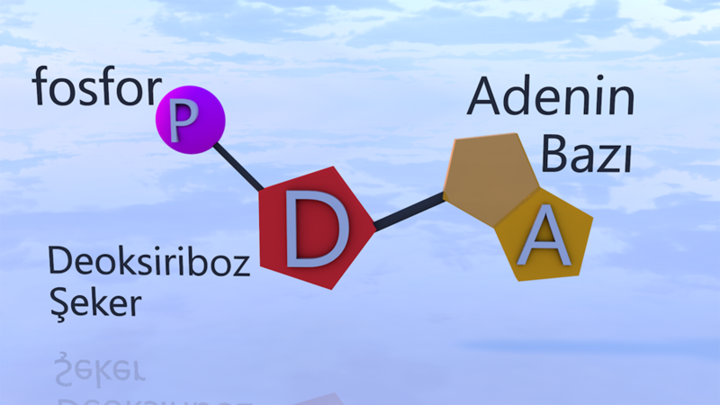 Dosya:Adenin nükleotidi.png