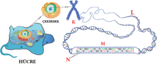 Hücre, kromozom, DNA, nükleotid .png