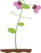 Pembe Çiçekli fasulye bitkisi.png