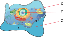 Hayvan hücresi temel yapılar.png