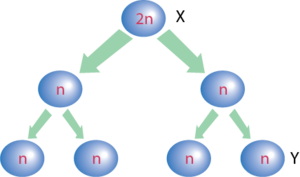 Mayoz bölünme diyagram.png