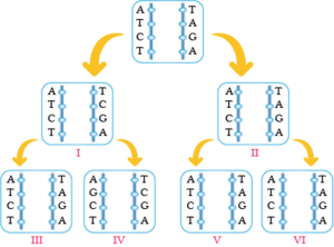 Mutasyonlu DNA eşlemesi.png