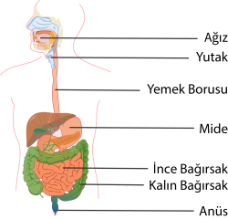 Sindirim sistemi organları.png