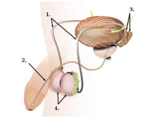 Erkek üreme organı numerik.png