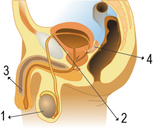Erkek üreme organı.png