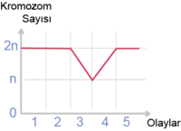 Grafik n, 2n kromozom sayısı.png