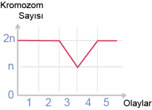 Grafik n, 2n kromozom sayısı.png