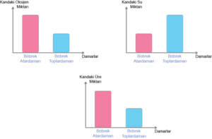 Üre Su oksijen seviyeleri yanlış grafik.png