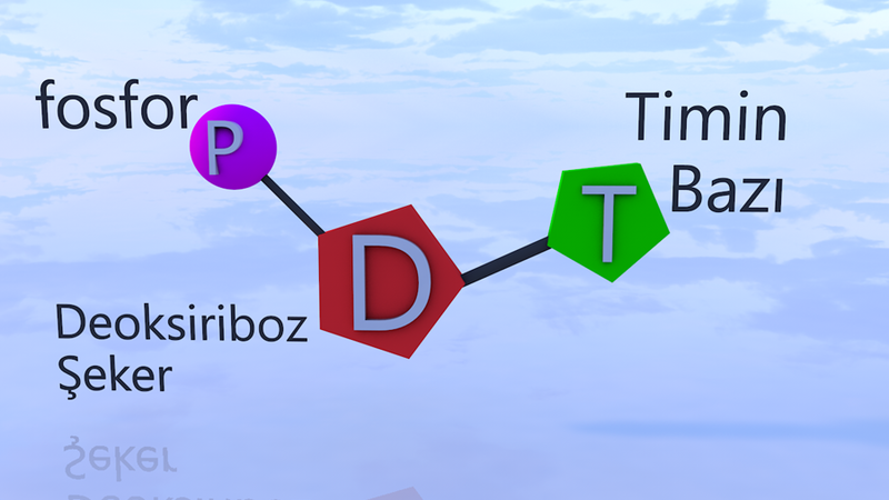 Dosya:Timin nükleotidi.png